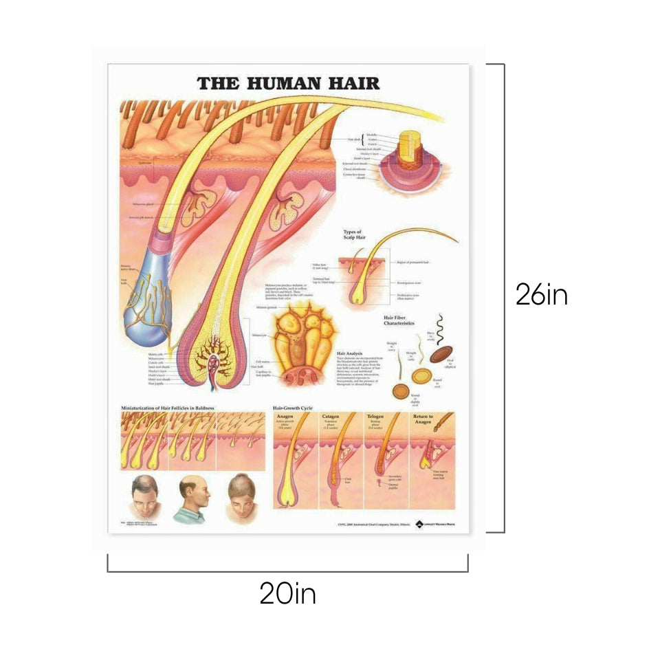 Hair Anatomy Poster