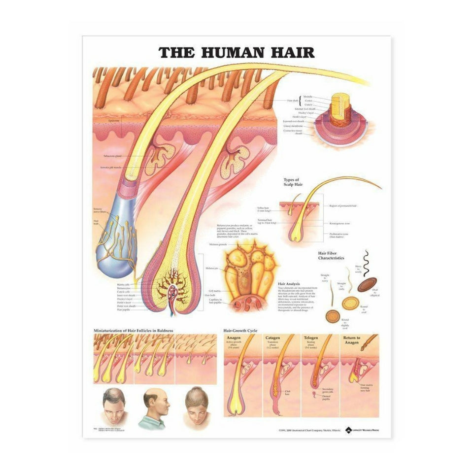 Hair Anatomy Poster